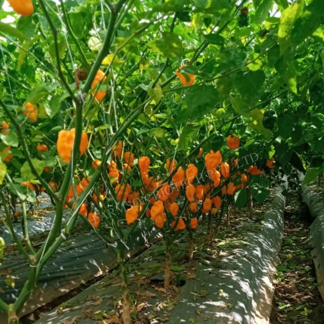 Chilli Seeds FB-2122 Orange Habanero