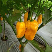 Chilli Seeds FB-2121 Yellow Habanero