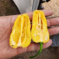 Chilli Seeds FB-2121 Yellow Habanero