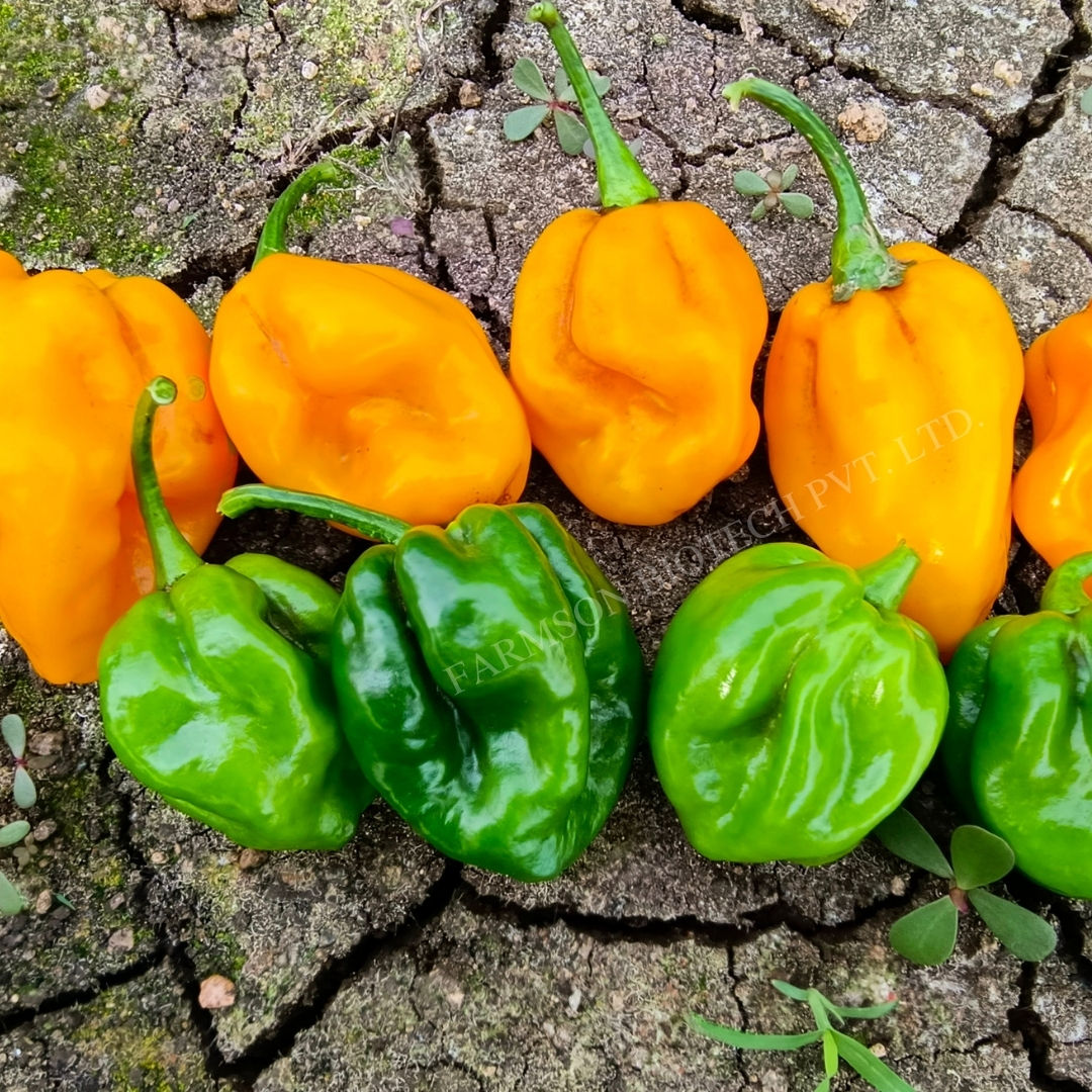 Chilli Seeds FB-2121 Yellow Habanero