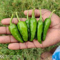 Chilli Seeds FB-Bullet 2001 F1 Hybrid