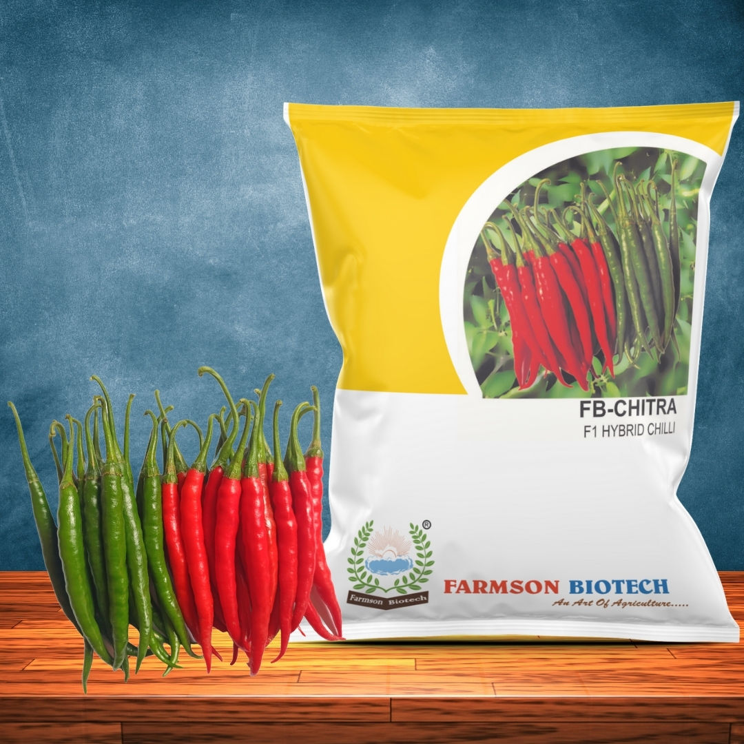 Chilli Seeds FB-Chitra F1 Hybrid