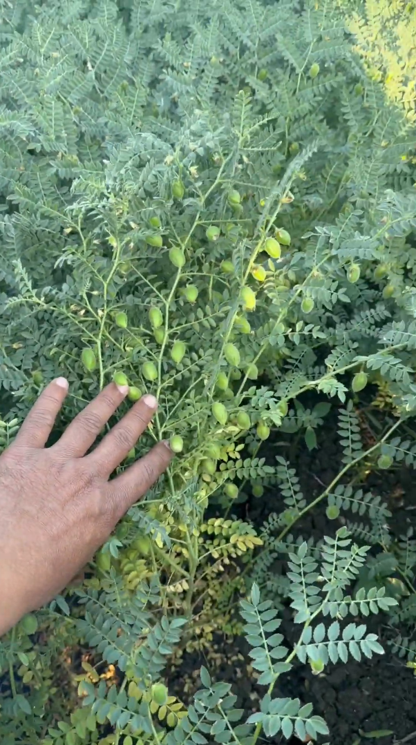 Chikpea Seeds