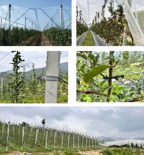 Apple trellising system