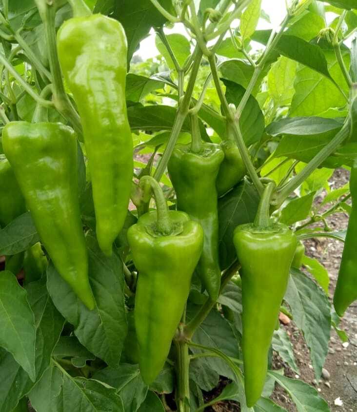 Chilli Seeds FB-Mohini F1 Hybrid