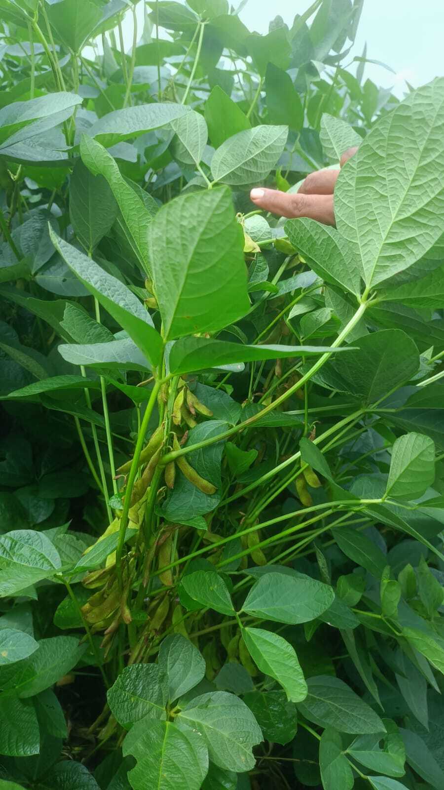 Soybean Seeds