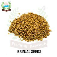 Brinjal Seeds FB-Yamini 4070 F1 Hybrid