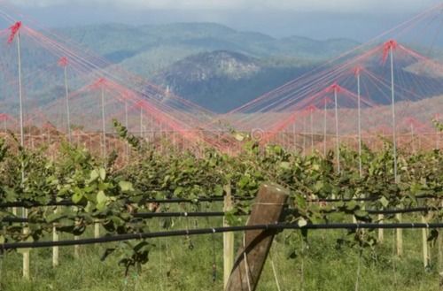 Kiwi trellising system