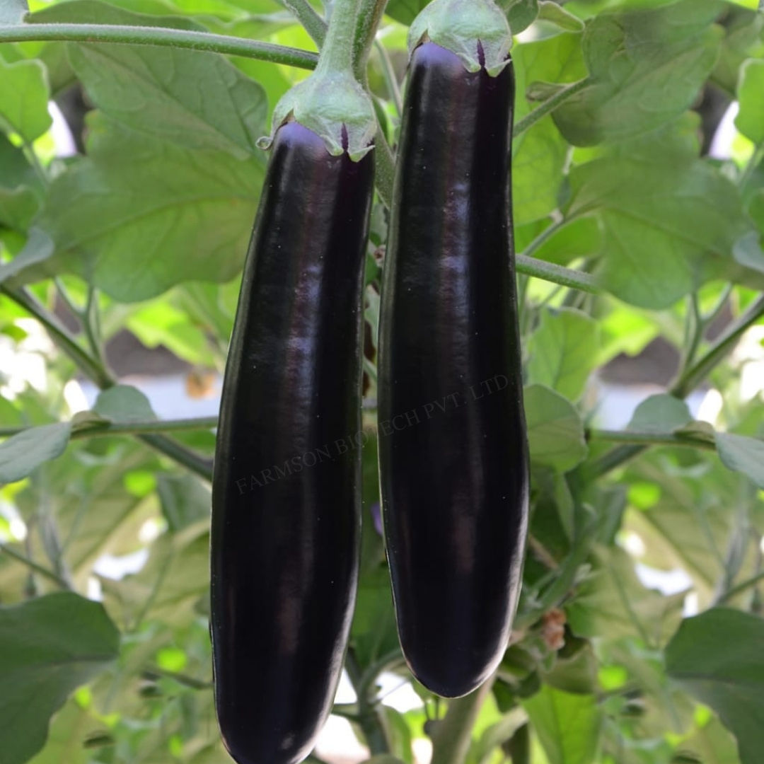 Brinjal Seeds FB-Kalindi 4093 F1 Hybrid