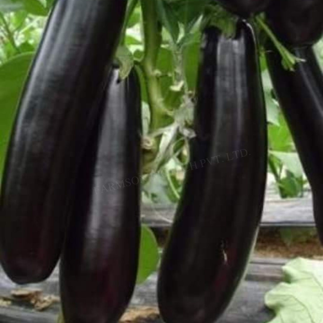 Brinjal Seeds FB-Kalindi 4093 F1 Hybrid