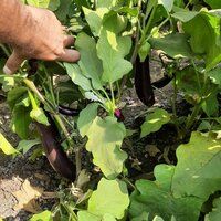 Brinjal Seeds FB-Kalindi 4093 F1 Hybrid