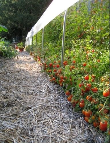 Crop Trellising System