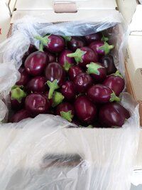 Brinjal Seeds FB-Black Dimond F1 Hybrid