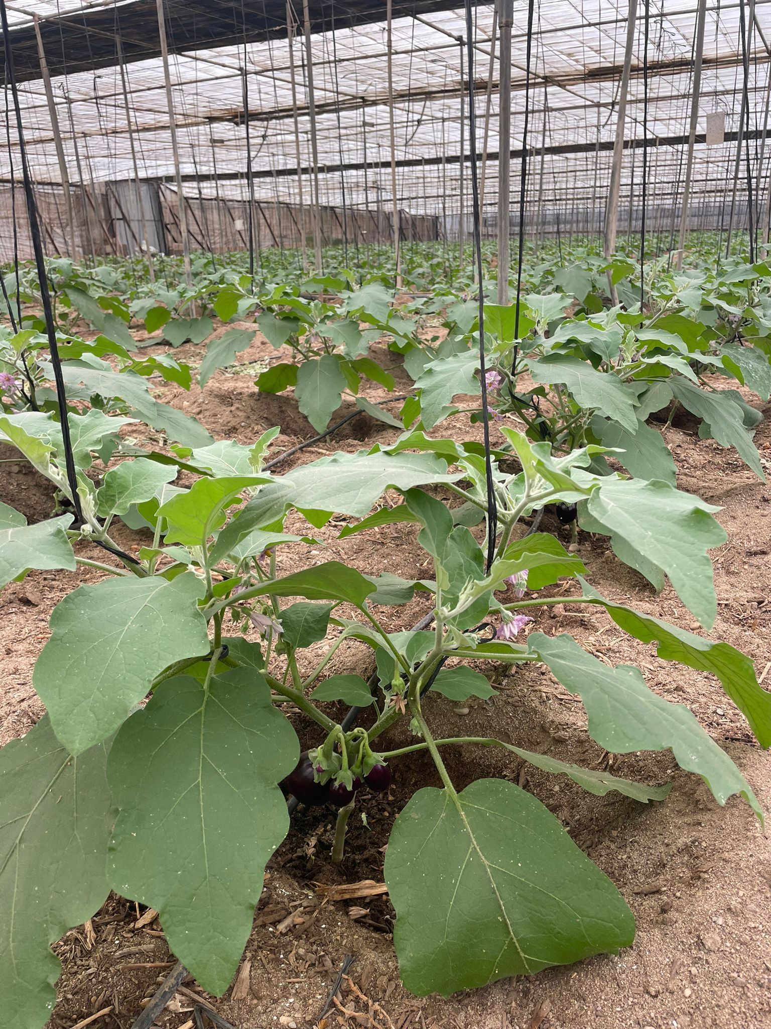 Brinjal Seeds FB-Black Dimond F1 Hybrid