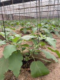 Brinjal Seeds FB-Black Dimond F1 Hybrid