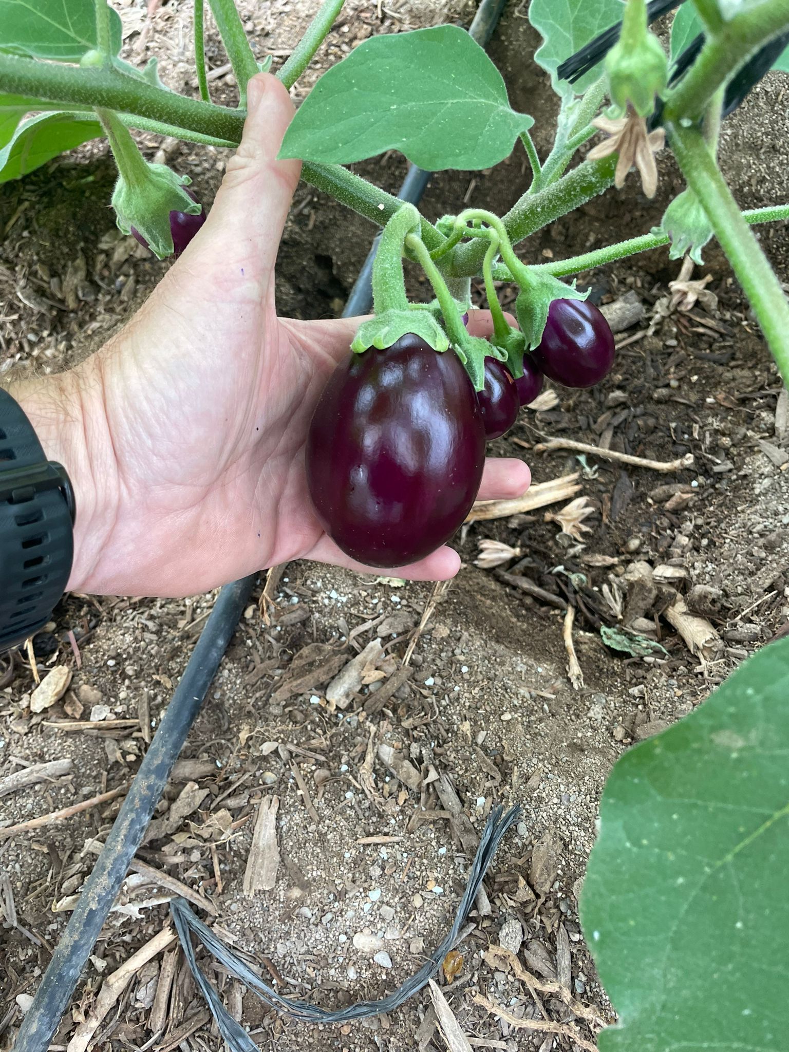 Brinjal Seeds FB-Black Dimond F1 Hybrid