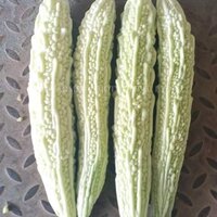 Bitter Gourd Seeds FB-Yamuna 6550 F1