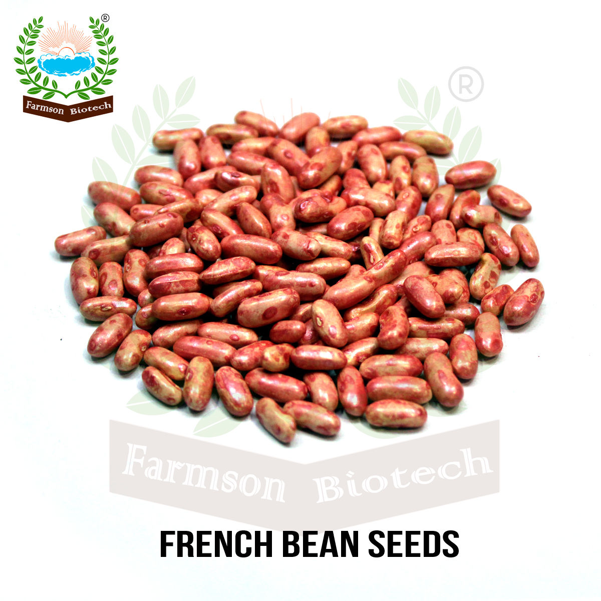 French Bean Seeds FB-White Pearl