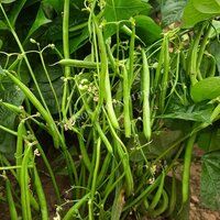 French Bean Seeds FB-White Pearl