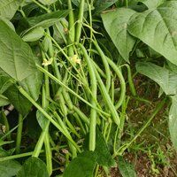 French Bean Seeds FB-White Pearl