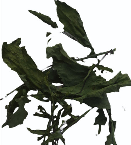 Dehydrated Mustard leaves