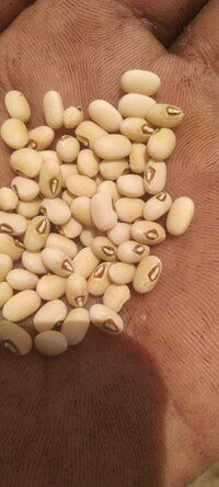 Cowpea Seeds FB-Kirti