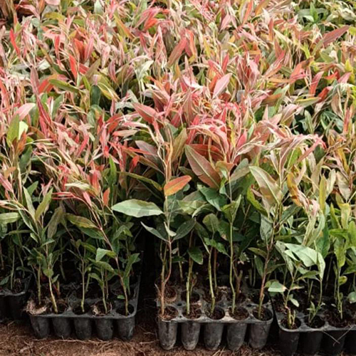 Clone Safeda Plant