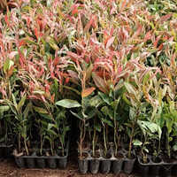 Clone Safeda Plant - Long Life Years, Various Sizes Available, Vibrant Green Color | Perfect For Home, Garden, Or Office Space