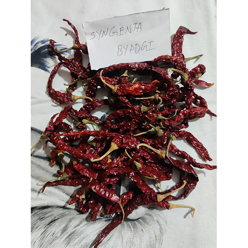 Syngenta Dry Red Chilli