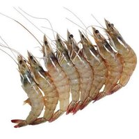 Fresh Prawn - Boneless, Cooked Body Meat Preserved In Oil, Easy-to-cook Pieces , Fresh With 6-12 Months Shelf Life