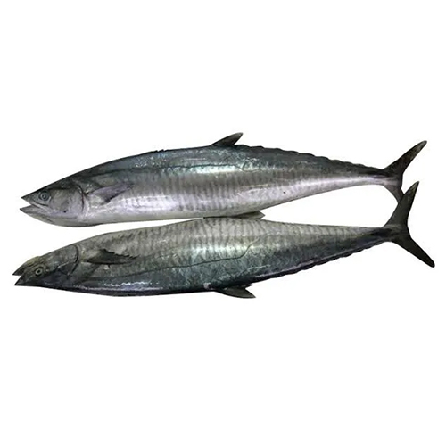 Indo-Pacific King Mackerel Fish