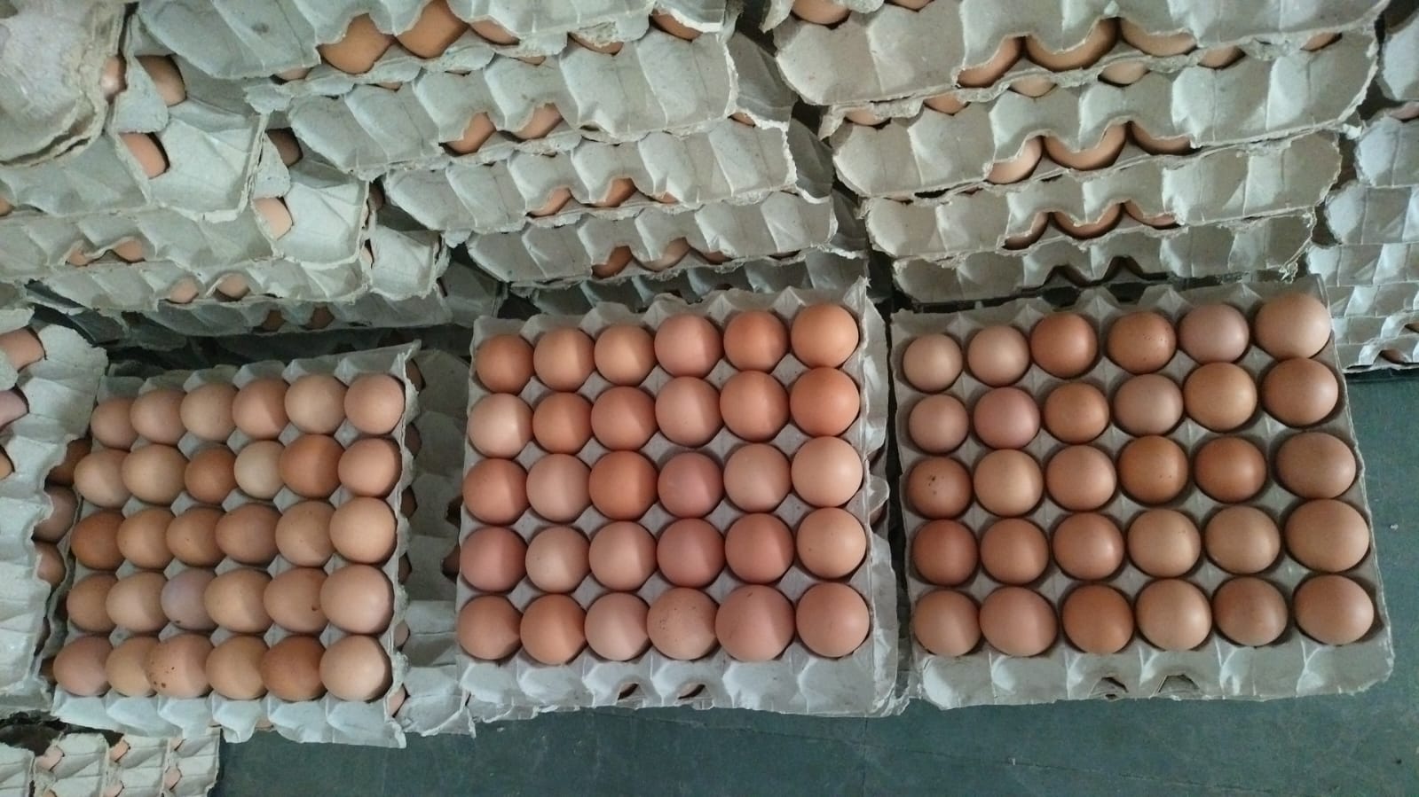 BROWN EGGS