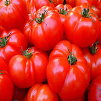 Fresh Red Tomato - Moisture (%): Nil