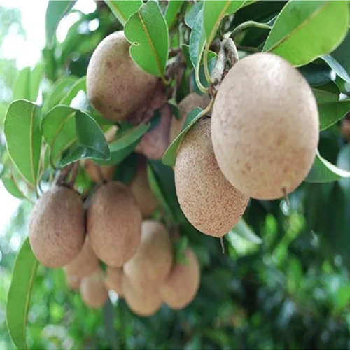 Fresh Sapota