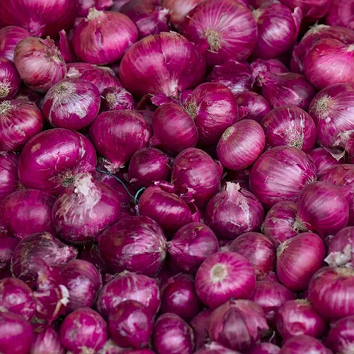 Fresh Red Onion - Moisture (%): Nil