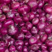 Fresh Red Onion - Nil Moisture, 7-10 Days Shelf Life | High-Quality Raw Pieces, Perfect for Flavor and Texture in Recipes