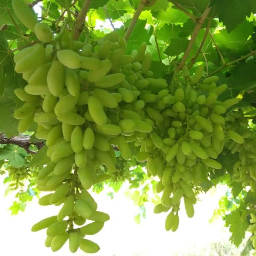 Fresh Green Grapes