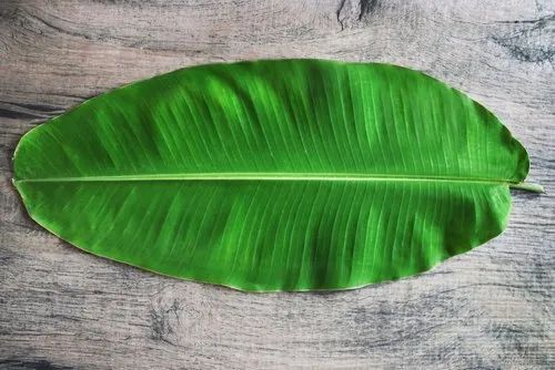 Green Original Banana Leaf