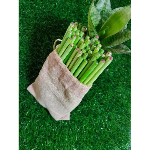 Recycle Paper Pencil With Seeds - Color: Green