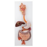 Digestive Model