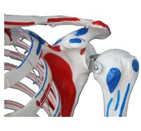 XC-101A Skeleton with Muscles and Ligaments 180cm Tall