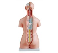 XC-204 -Unisex Torso 23 parts (85cm)