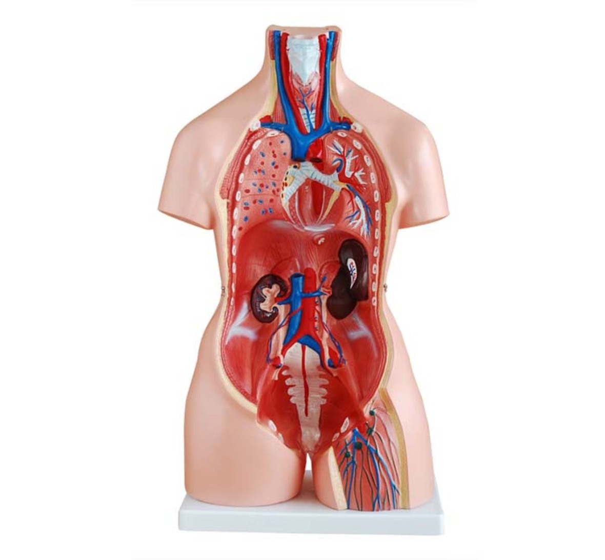 XC-204 -Unisex Torso 23 parts (85cm)