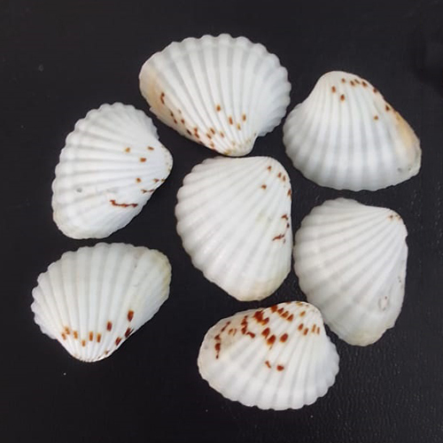 Natural Sea Shell