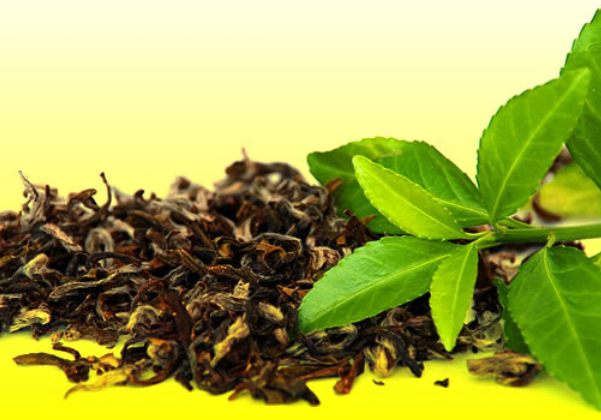 Nilgiri tea