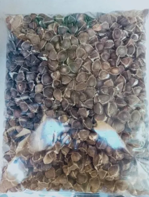 Moringa Drumstick seeds