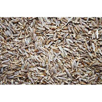 Cumin Seed