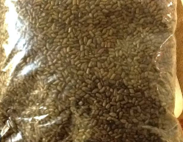Cassia Tora or Puwar seeds