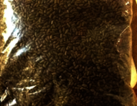 Cassia Tora or Puwar seeds