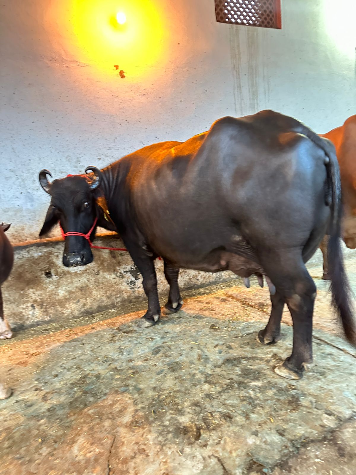 Milking Murrah buffalo